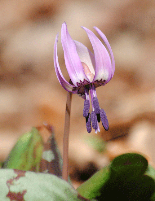 a0001354_20140647.gif