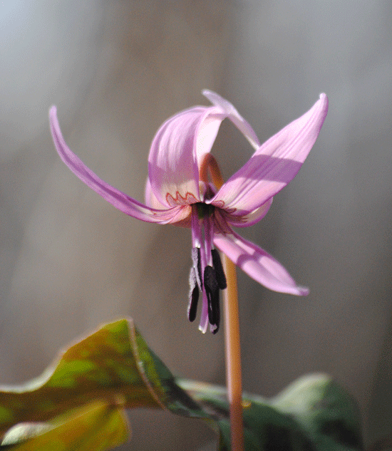 a0001354_20142133.gif
