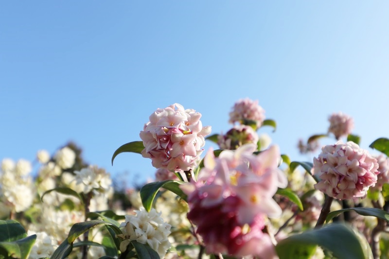 沈丁花の香りに包まれて♪_a0167759_11483855.jpg