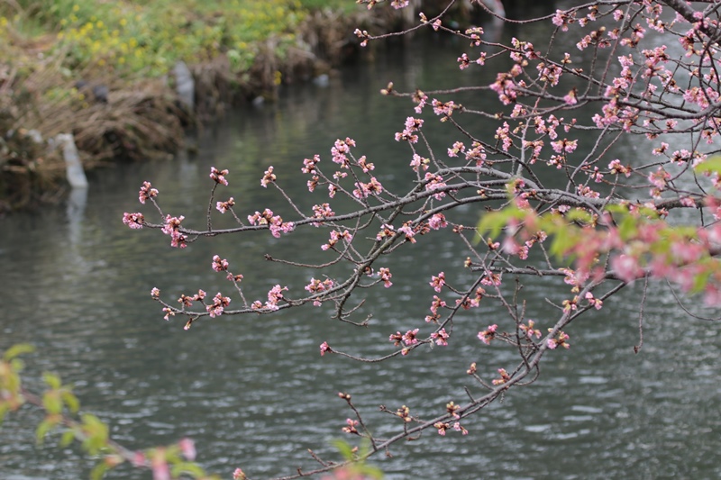 散りゆく河津桜と鳥さんたち♪_a0167759_1715383.jpg