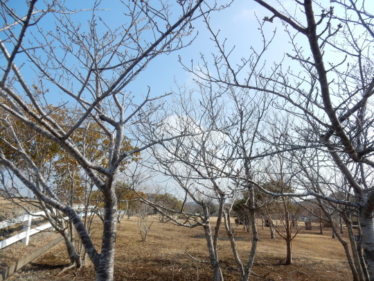 ’18,3,15(木)春風の中のお散歩!_f0060461_11492625.jpg