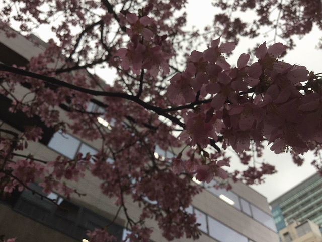 おかめ桜満開_c0228466_14051545.jpg