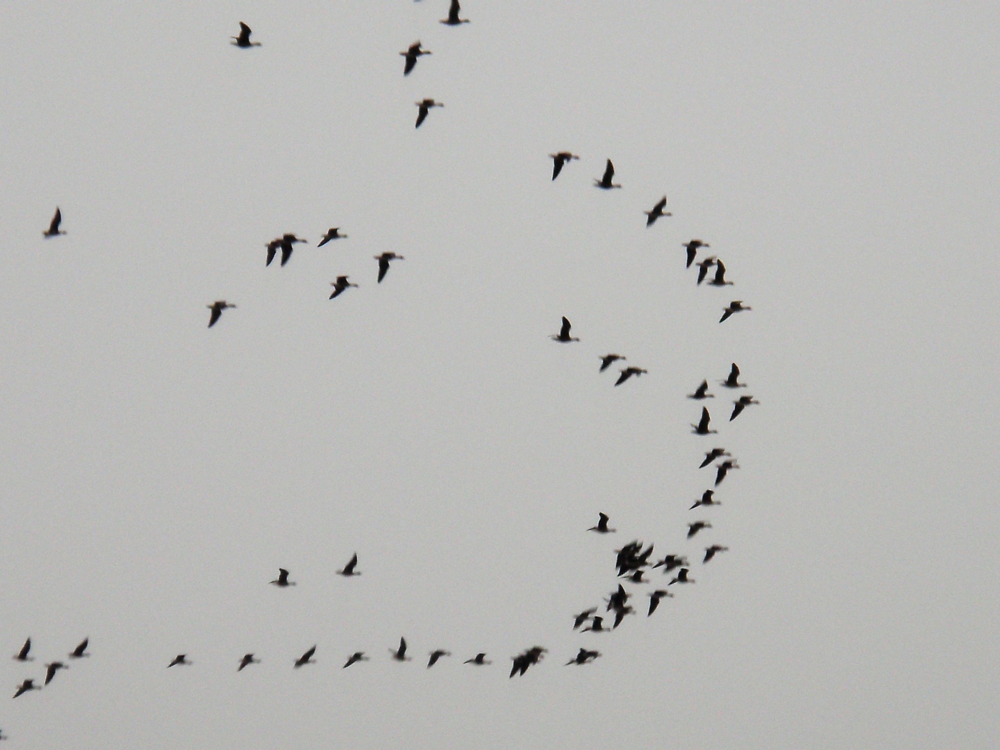 渡り鳥 あいのひとりごと