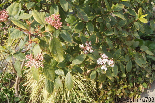 e0181373_20181464.jpg