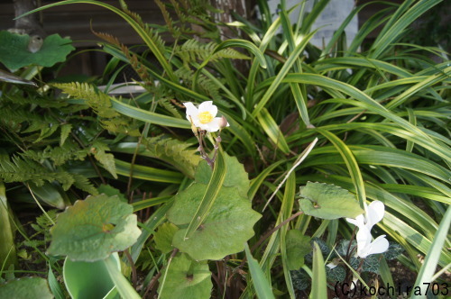 e0181373_20191824.jpg