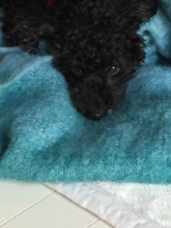 b0098584_19134505.jpeg