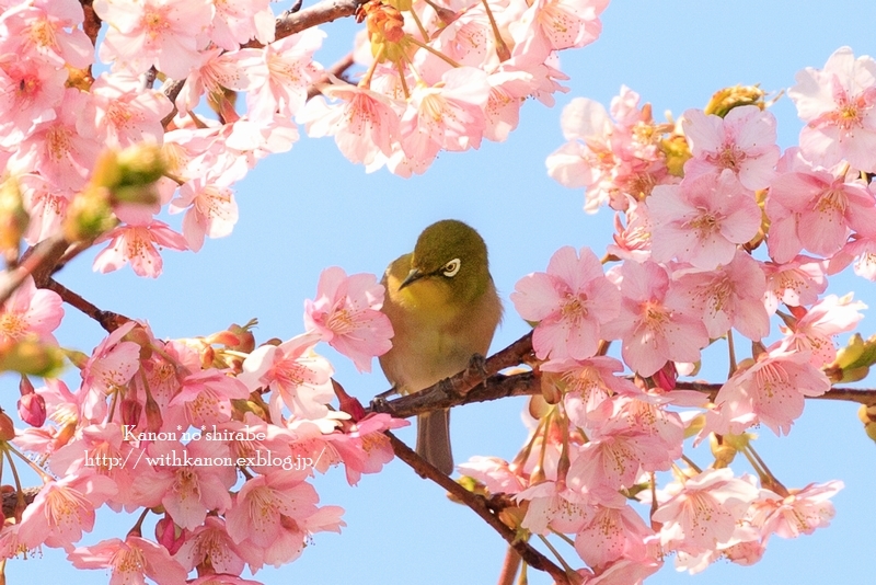 桜のフレーム - ＊花音の調べ＊