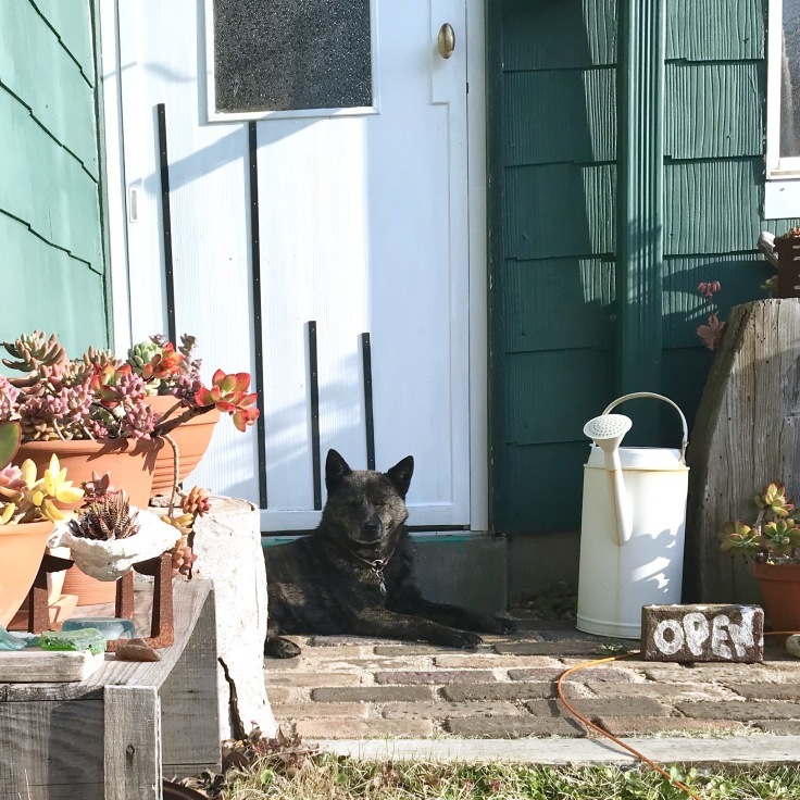 【犬】実々 (甲斐犬9歳) 2度目の急性膵炎になる。_e0354593_20192390.jpeg