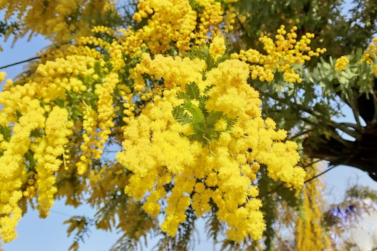 ミモザの花と国際婦人 女性 デー Hebdo時季 とき の花