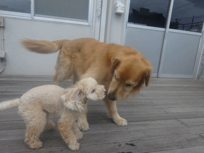 a0338800_20594923.gif