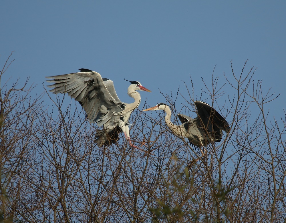 今季は遅い カラスが怖いのか ぶらり探鳥