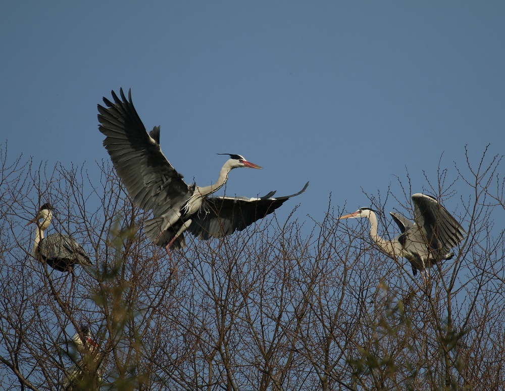 今季は遅い カラスが怖いのか ぶらり探鳥