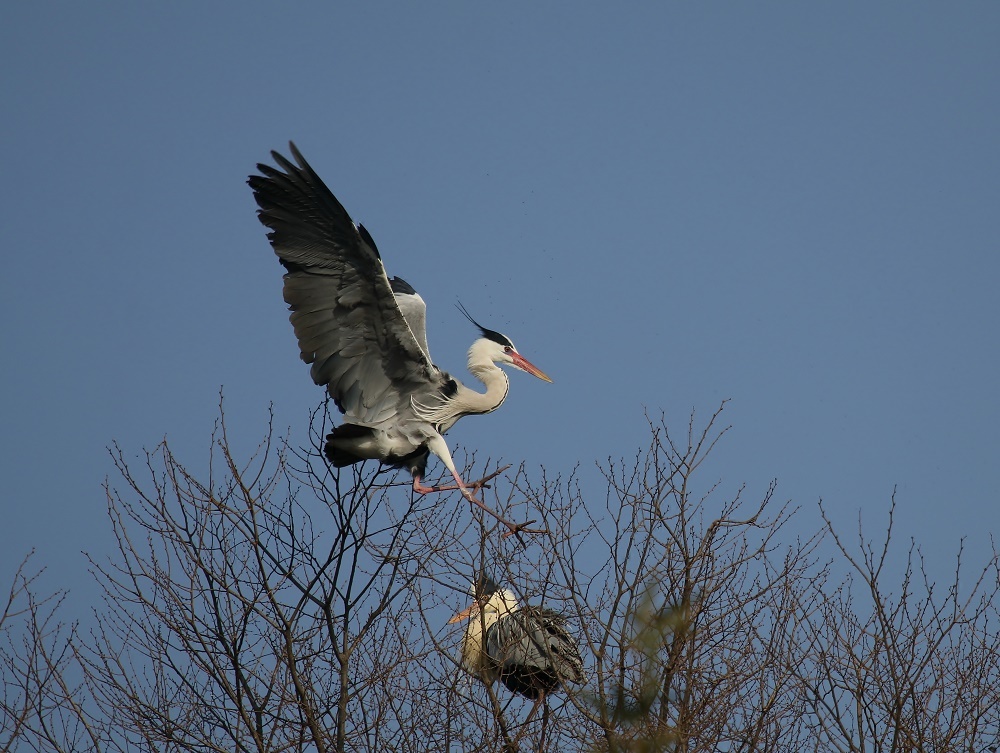 今季は遅い カラスが怖いのか ぶらり探鳥