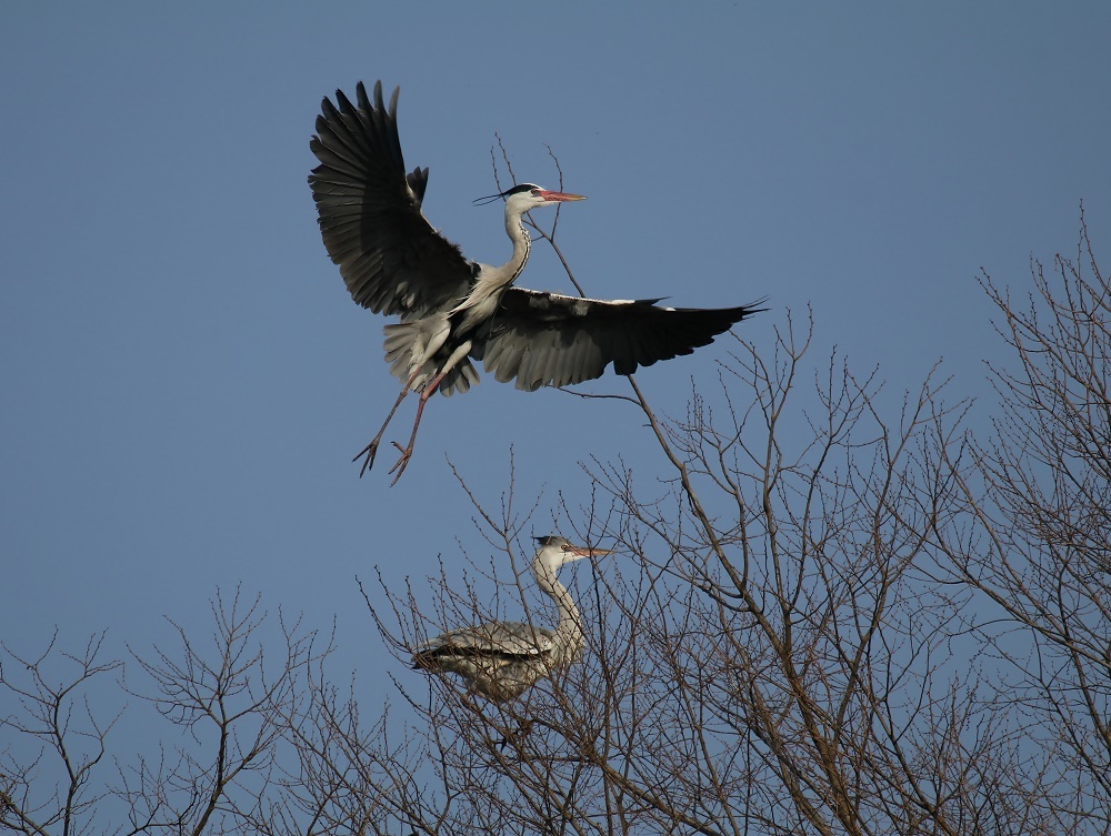 今季は遅い カラスが怖いのか ぶらり探鳥