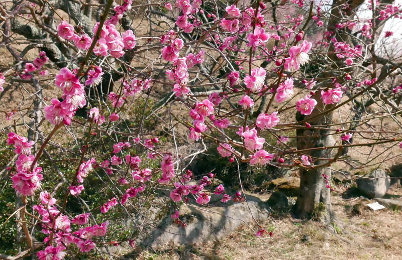 幕山公園へ梅を見に　その3_d0161702_19032230.jpg