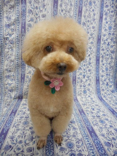 トイ プードルのくるみちゃん ミニ アフロカットでチャーミングになりました お外を見ながらトリミングが好きなんだワン 可愛いネ ふぉるむm A 千葉市 トリミングサロン 犬の美容室 千葉県 千葉市 花見川区 ペットサロン 検見川町3 340 18 ワンちゃんの