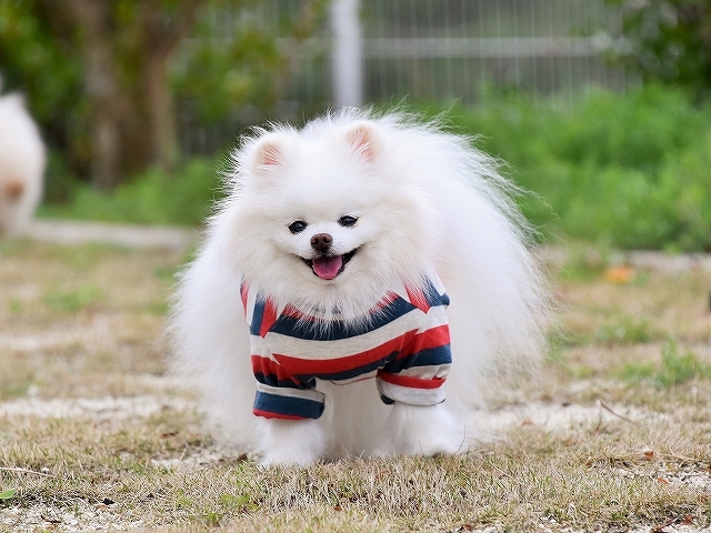 本日の主役_d0360206_03200479.jpg