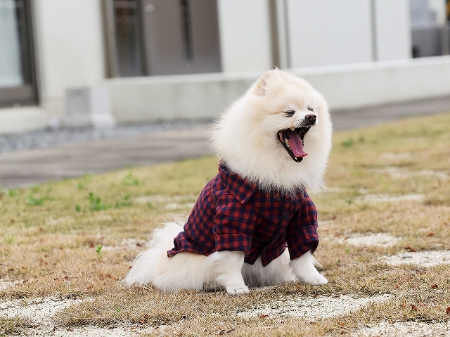 本日の主役_d0360206_03201238.jpg