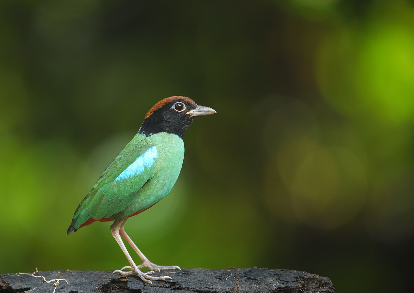 マレーシア遠征　ズグロヤイロチョウ_f0363313_23122925.jpg