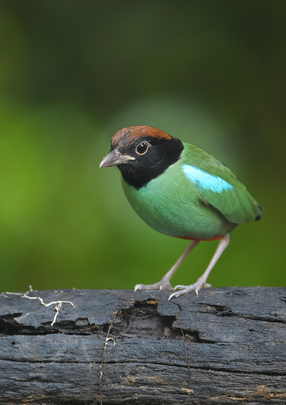 マレーシア遠征　ズグロヤイロチョウ_f0363313_23123953.jpg