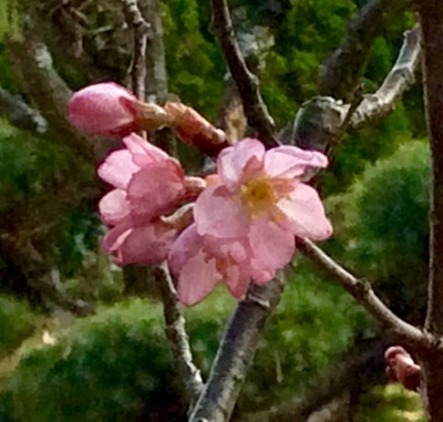 子どもの絵　植物 楽天市場】絵本 Planting A Rainbow にじいろのはなさかせよう
