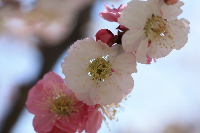 満開のしだれ梅（結城神社）（その4）最終回（撮影：3月6日）_e0321325_14172452.jpg