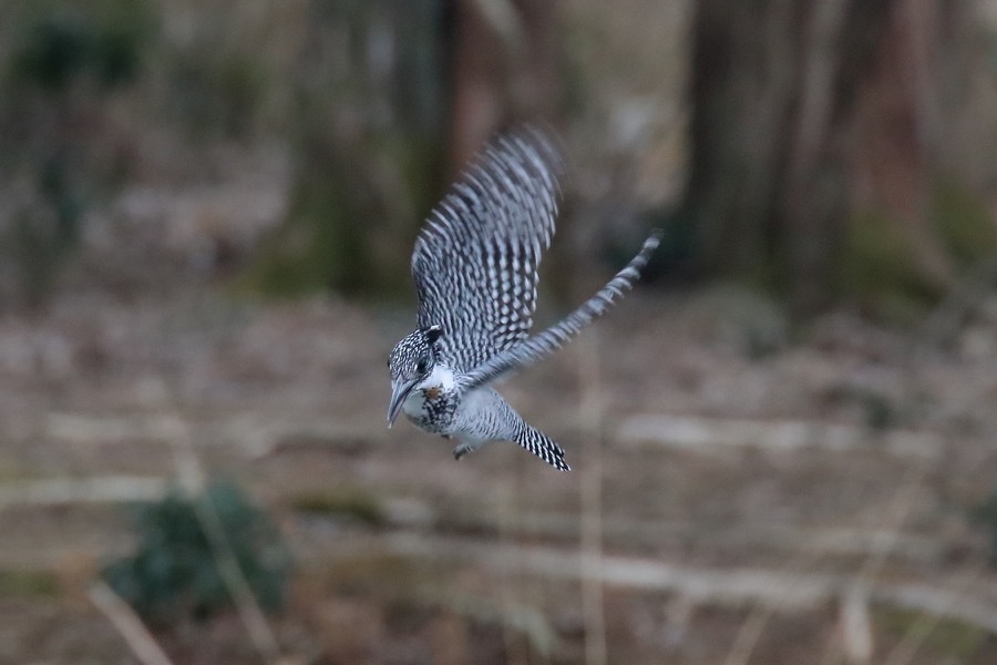 ヤマセミのホバリング : 四十雀の欣幸 ～野鳥写真日記～