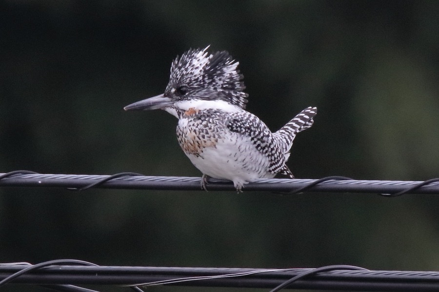 ヤマセミのホバリング : 四十雀の欣幸 ～野鳥写真日記～