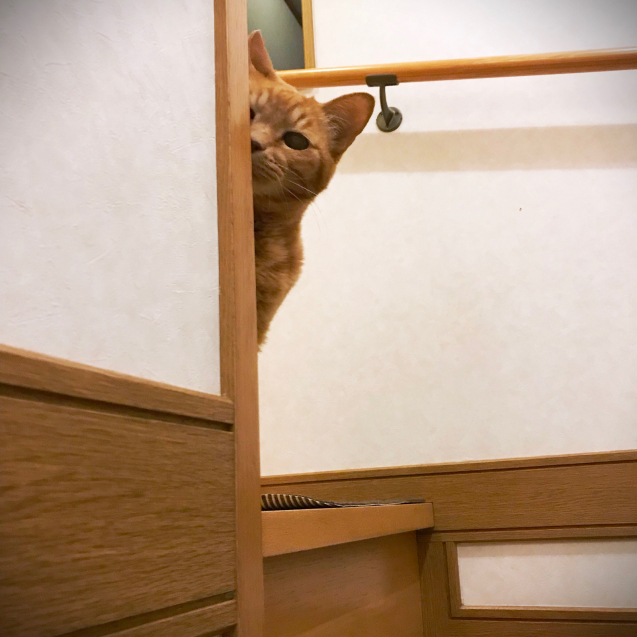 ねこの表情_d0355333_20545574.jpg