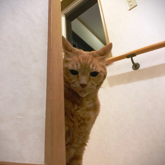 ねこの表情_d0355333_20545718.jpg