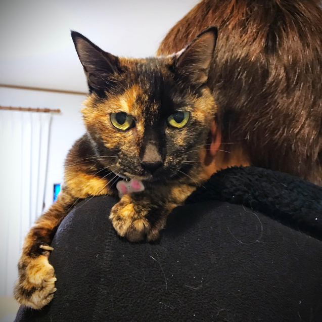 ねこの表情_d0355333_20545915.jpg