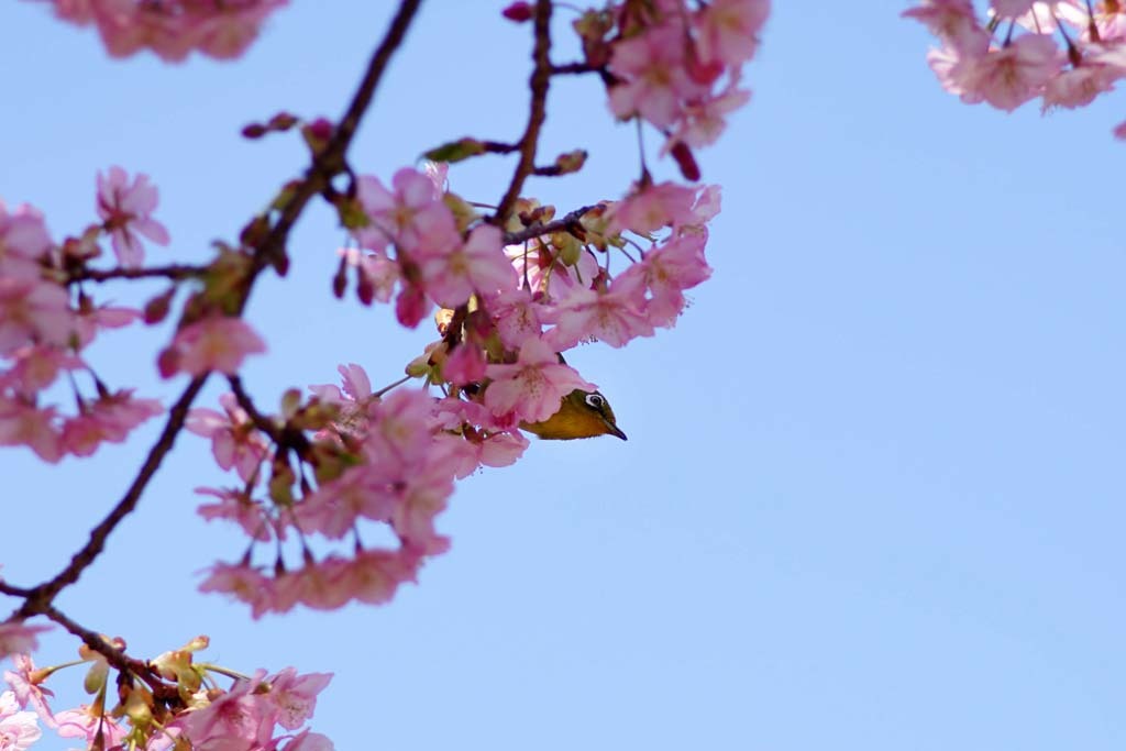 大仙公園の河津桜とメジロ@2018-03-11_d0250840_01191483.jpg