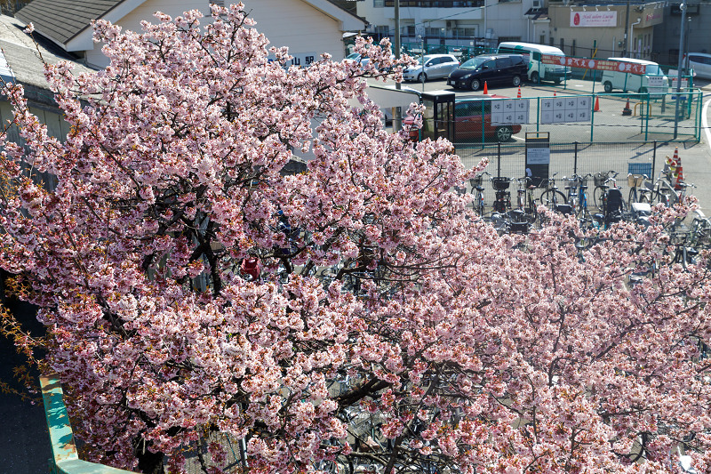 桜咲く京都2018 桃山駅の寒桜 : 花景色－K.W.C. PhotoBlog