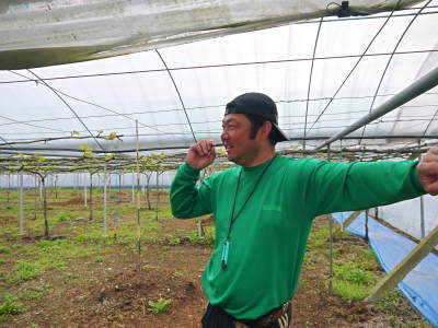 熊本ぶどう 社方園 芽吹き2018 後編:徹底管理で芽吹きと成長をそろえる話_a0254656_20090656.jpg