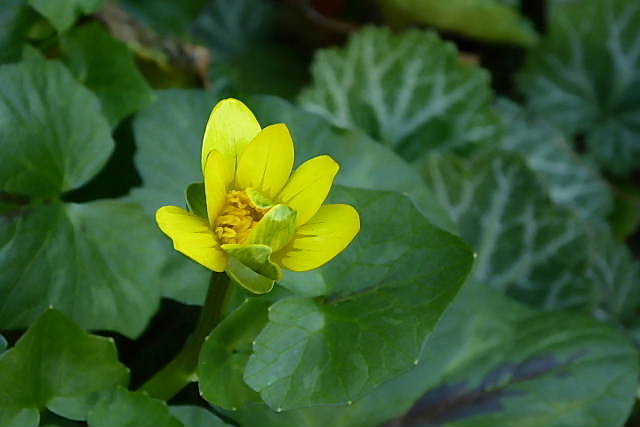 ヒメリュウキンカ ベロニカ 白花沈丁花 ヒマラヤユキノシタ ミオソチス２種 風の向くまま