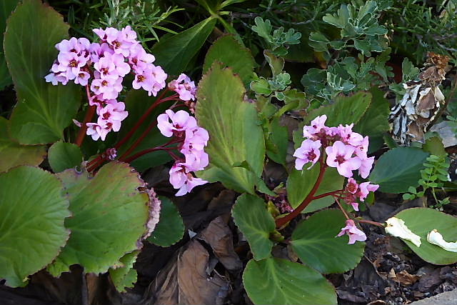 ヒメリュウキンカ ベロニカ 白花沈丁花 ヒマラヤユキノシタ ミオソチス2種 風の向くまま ヒメリュウキンカ ベロニカ 白花沈丁花 ヒマラヤユキノシタ ミオソチス2種 風の向くまま