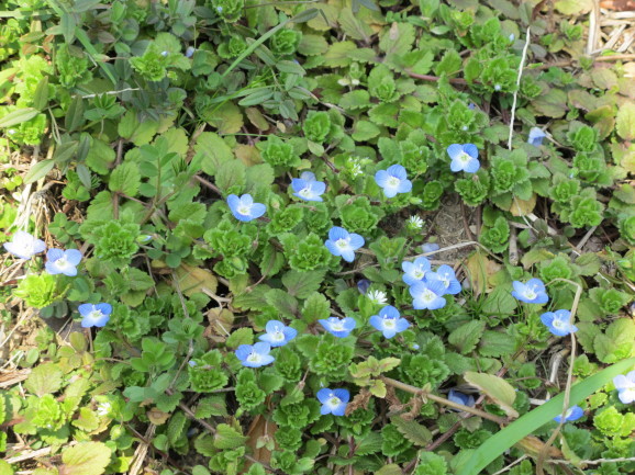 オオイヌノフグリ ひげ爺の花便り オオイヌノフグリ ひげ爺の花便り