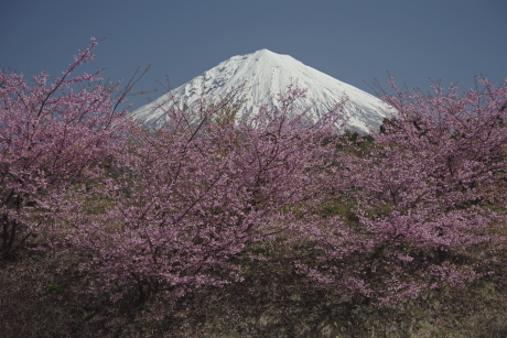 最新富士山の撮影記録_d0229560_15464005.jpg