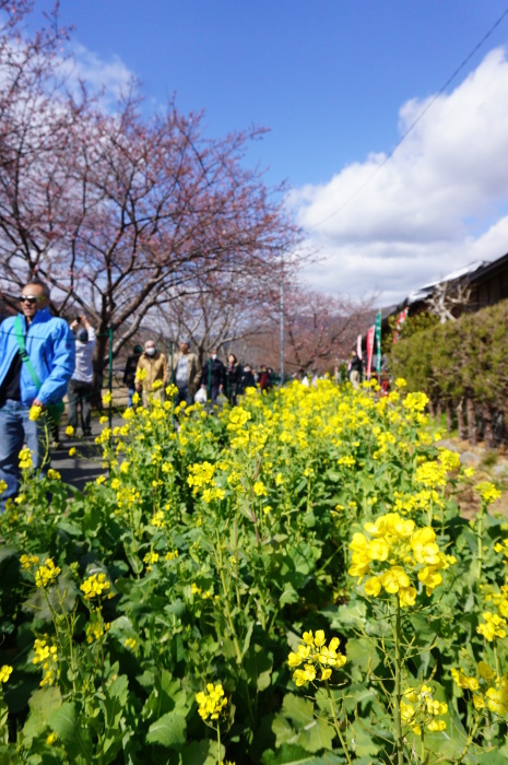 河津桜まつり２０１８☆３　お散歩しながら～_d0152261_17314070.jpg