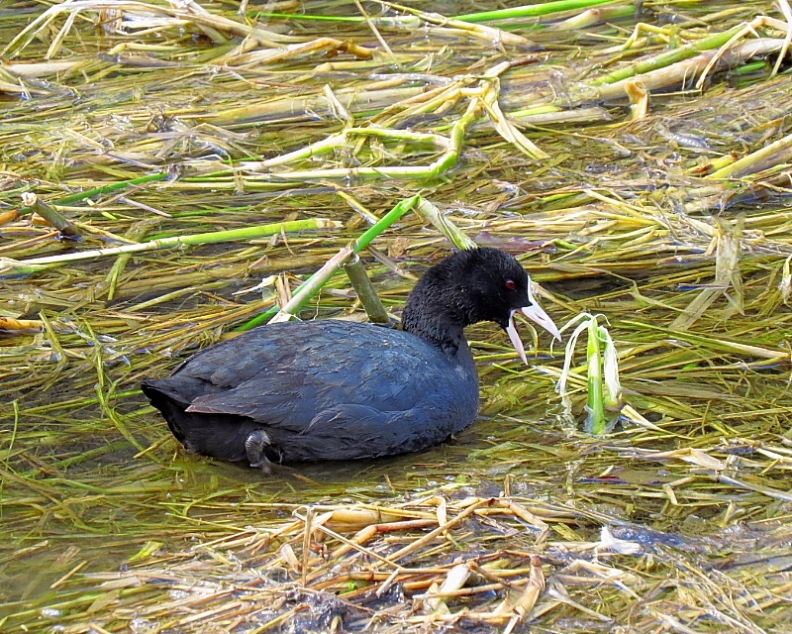 大塩湖で　まだいたカモ　ほか_c0305565_17350447.jpg