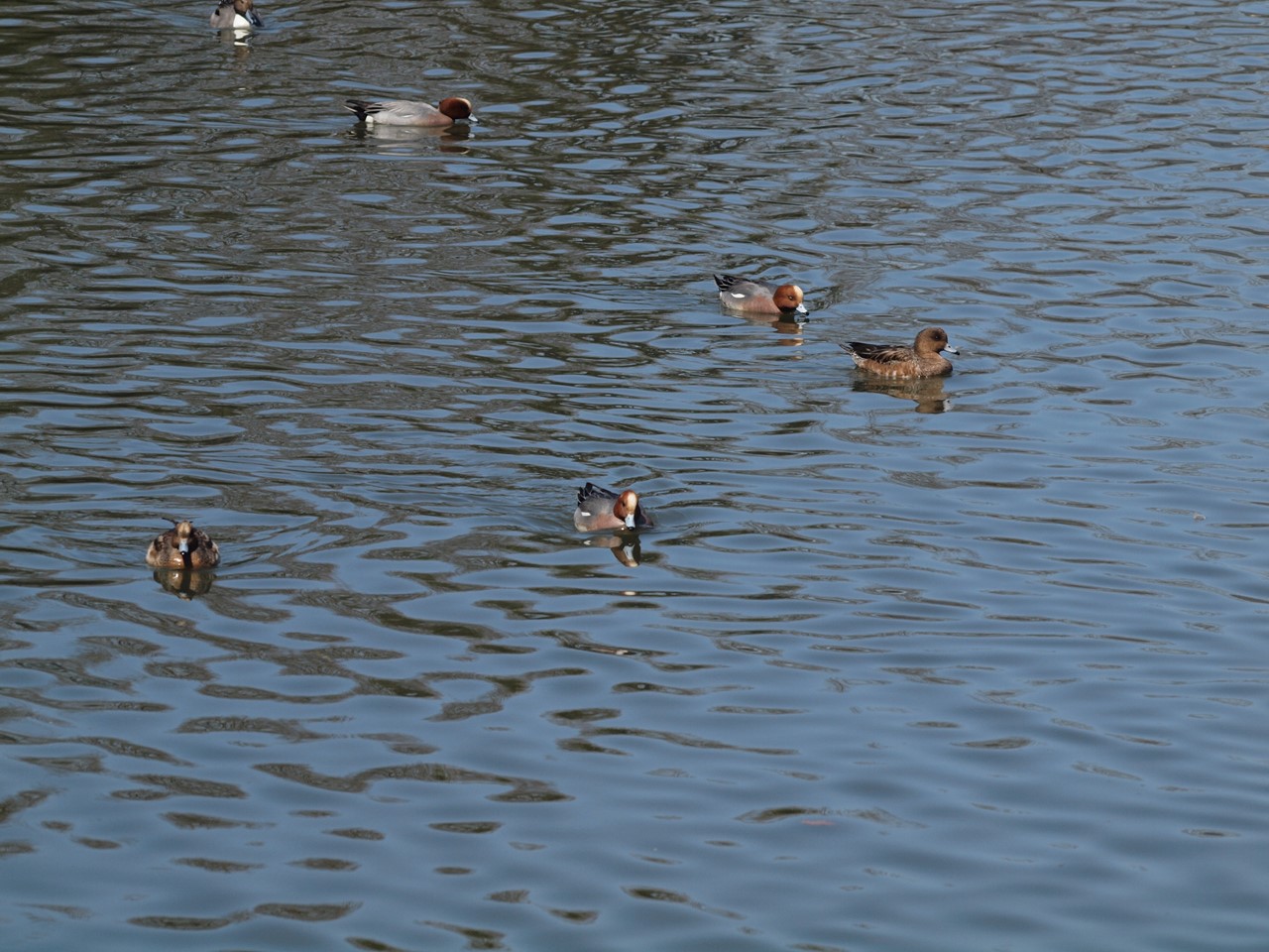 d0054276_20364717.jpg