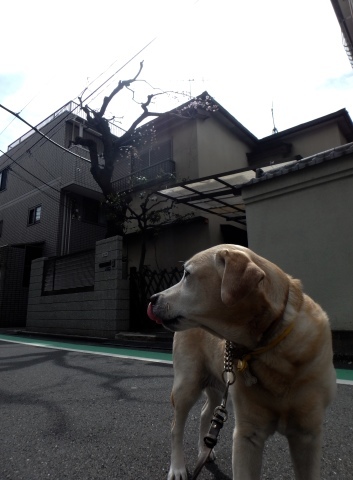 残念ながら青山での開花は不成立_f0052277_00074168.jpg