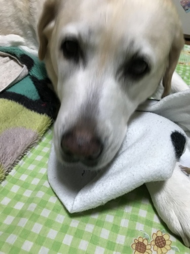 f0315081_18133954.jpeg