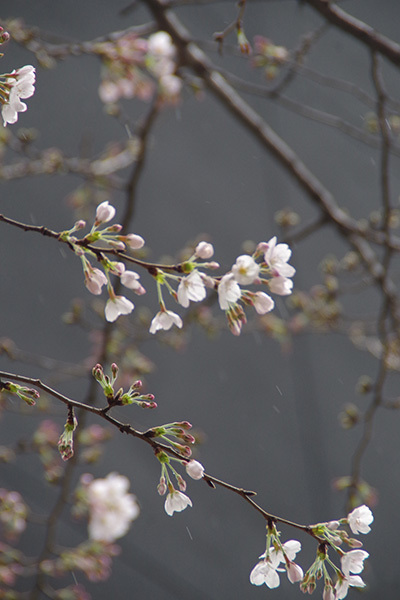 3月16日(金)の109前交差点_b0056983_17255446.jpg