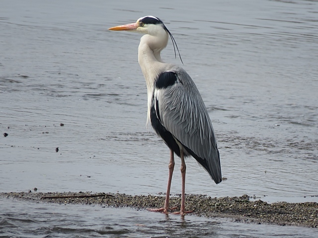 江津湖の鳥など。_f0357487_21381322.jpg