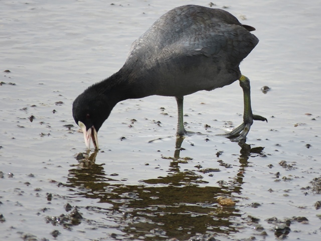 江津湖の鳥など。_f0357487_21393489.jpg