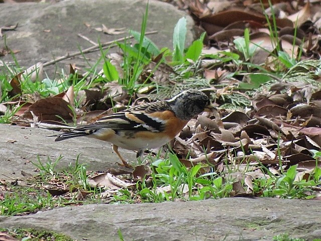 江津湖の鳥など。_f0357487_21441571.jpg