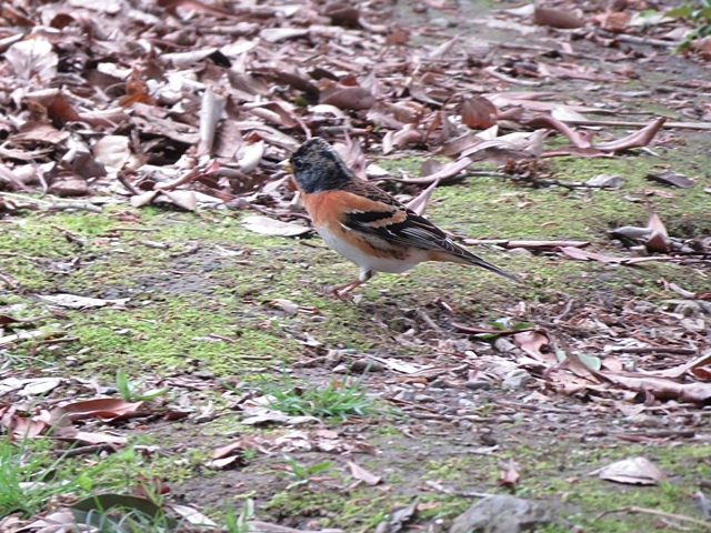 江津湖の鳥など。_f0357487_21454669.jpg