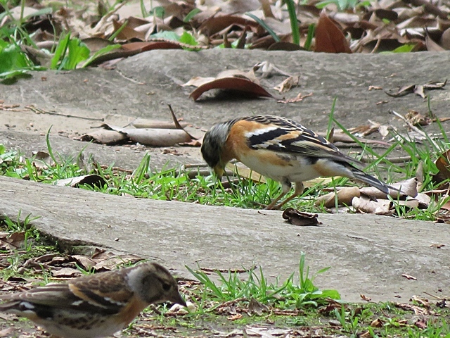 江津湖の鳥など。_f0357487_21483320.jpg