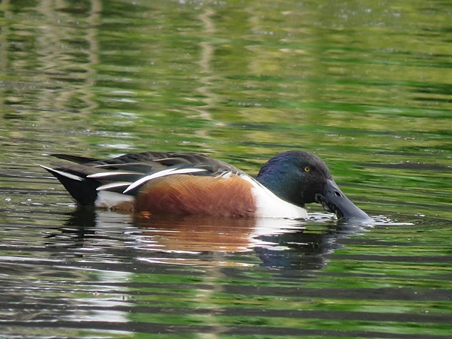 江津湖の鳥など。_f0357487_21512250.jpg